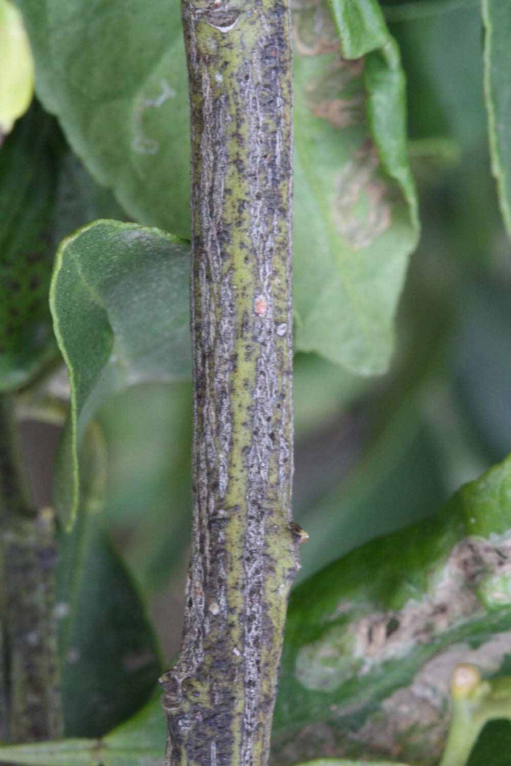              Second - third year twig (Riverside, CA)       